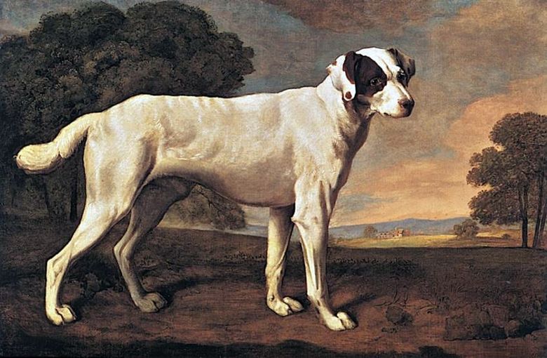 Gatton Park kutya portré   George Stubbs